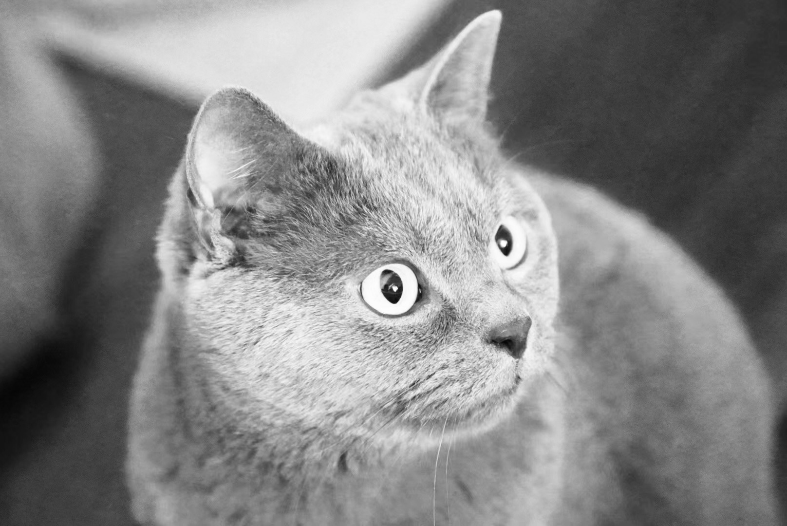 纪念我的小儿子🐱